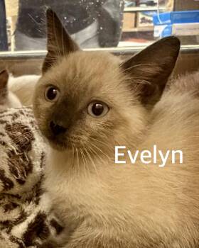 Evelyn -  Siamese Cat for Adoption in Owasso, Oklahoma - Evelyn | PetCurious