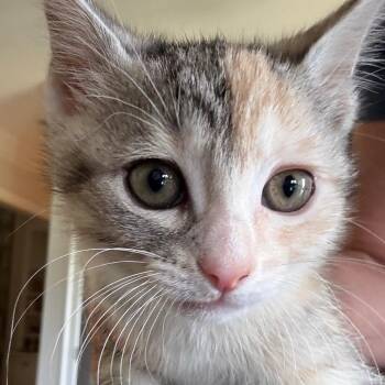 Domestic Short Hair Cats Available for Adoption in Cumming, Georgia - Maeve | PetCurious