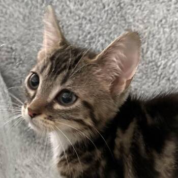 Submarine -  Domestic Medium Hair Cat for Adoption in Winchester, Virginia - Submarine | PetCurious