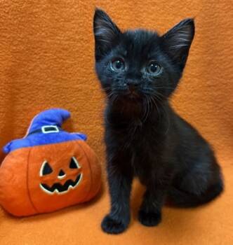 Rescue Domestic Short Hair Cats for Adoption in Columbia, South Carolina - Prince | PetCurious