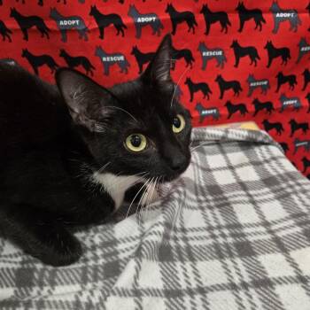 Bunnie -  Domestic Short Hair Cat for Adoption in Washburn, Missouri - Bunnie | PetCurious