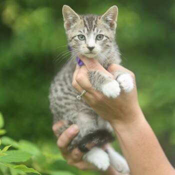 Frisco (black collar) -  Domestic Short Hair Cat Available for Adoption in Lucedale, Mississippi - Frisco (black Collar) | PetCurious