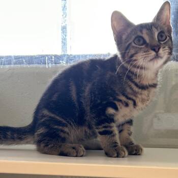 Owen -  Domestic Short Hair Cat for Adoption in League City, Texas - Owen | PetCurious