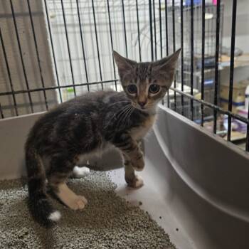 Rescue Domestic Short Hair Cats for Adoption in Clanton, Alabama - Spot | PetCurious