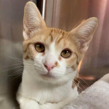 Jackie Chan -  Domestic Short Hair Cat for Adoption in Tucson, Arizona - Jackie Chan | PetCurious