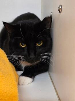 Domestic Short Hair Cats Available for Adoption - Clifford | PetCurious