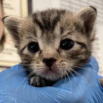 Lindbergh -  Domestic Short Hair Cat for Adoption in Los Angeles, California - Lindbergh | PetCurious