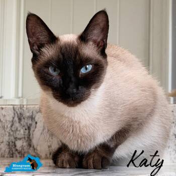 Katy -  Siamese Cat for Adoption in Louisville, Kentucky - Katy | PetCurious