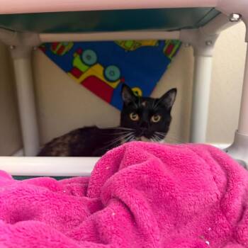 Solene -  Domestic Short Hair Cat for Adoption in Mankato, Minnesota - Solene | PetCurious