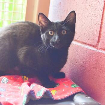 Domestic Short Hair Cats Available for Adoption in Kailua-kona, Hawaii - Tina | PetCurious