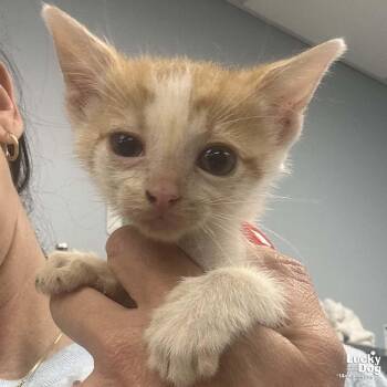 Domestic Short Hair Cats Available for Adoption in Washington, District Of Columbia - Creek | PetCurious