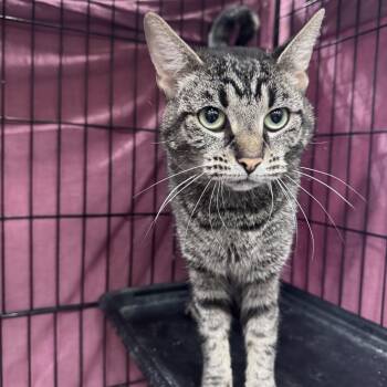 Mama Chanel -  Domestic Short Hair Cat for Adoption in Mokena, Illinois - Mama Chanel | PetCurious