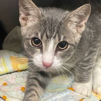 Rescue Domestic Short Hair Cats for Adoption in Cumming, Georgia - Beaver | PetCurious