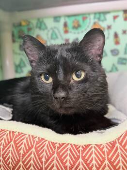 Wilson -  Domestic Short Hair Cat for Adoption in Menomonie, Wisconsin - Wilson | PetCurious