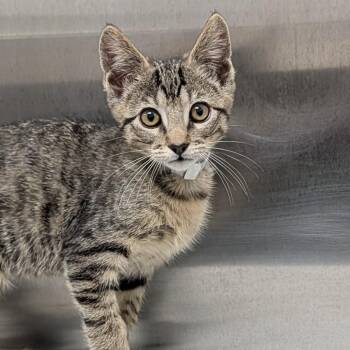 Bagel -  Domestic Short Hair Cat for Adoption in Long Beach, California - Bagel | PetCurious