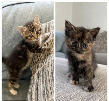 Tortoiseshell and Tabby Cats Available for Adoption in Hickory, North Carolina - Beanyonce And Mocha Bean | PetCurious
