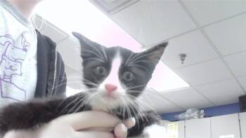 CRISPY BACON -  Domestic Medium Hair and Domestic Short Hair Cat for Adoption in Omaha, Nebraska - CRISPY BACON | PetCurious
