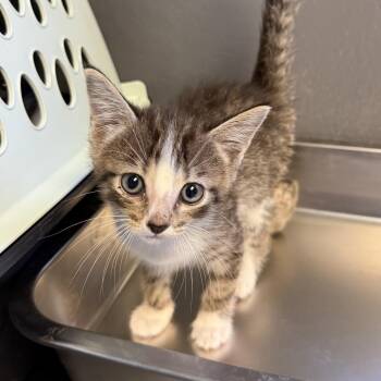 TUSC-Stray-85017 -  Domestic Short Hair Cat for Adoption in Tuscaloosa, Alabama - TUSC-Stray-85017 | PetCurious