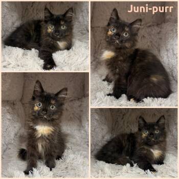 Juni-purr -  Tortoiseshell Cat for Adoption in Windy Hills, Kentucky - Juni-purr | PetCurious