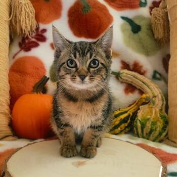 Tagalong -  Domestic Short Hair Cat for Adoption in Chattanooga, Tennessee - Tagalong | PetCurious