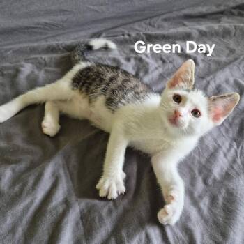 Green Day -  Domestic Short Hair Cat for Adoption in Matteson, Illinois - Green Day | PetCurious