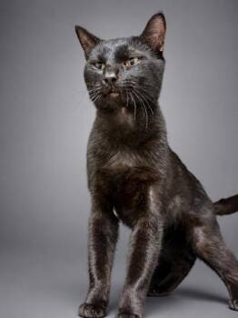 Panther -  Domestic Short Hair Cat for Adoption in Bowling Green, Kentucky - Panther | PetCurious