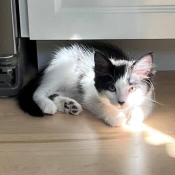 Ganymede -  Domestic Medium Hair and Domestic Short Hair Cat for Adoption in Woodinville, Washington - Ganymede | PetCurious