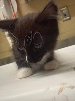 Domestic Short Hair Cats Available for Adoption in Douglasville, Georgia - Bean | PetCurious