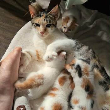 Mama Atari C12113 -  Domestic Short Hair Cat for Adoption - Mama Atari C12113 | PetCurious