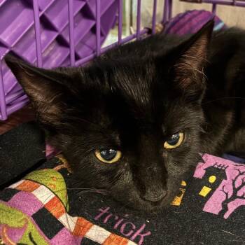 Harriet -  Domestic Short Hair Cat for Adoption in Saugerties, New York - Harriet | PetCurious