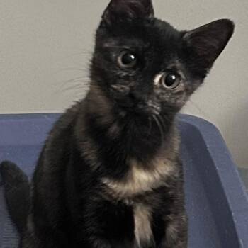 Isabelle -  Domestic Short Hair Cat for Adoption in Mokena, Illinois - Isabelle | PetCurious