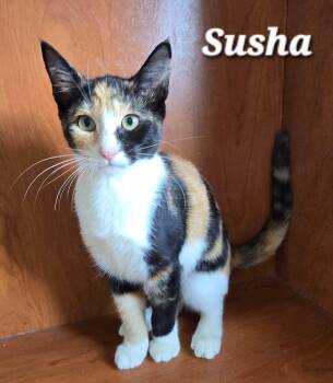 Susha -  Domestic Short Hair Cat for Adoption in Quail Heights, Florida - Susha | PetCurious