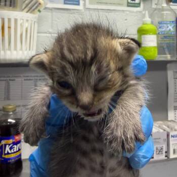 Golden Freddy -  Domestic Short Hair Cat for Adoption in Summerville, South Carolina - Golden Freddy | PetCurious
