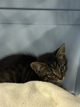 Domestic Short Hair Cats Available for Adoption in Palmetto, Florida - A136403 | PetCurious