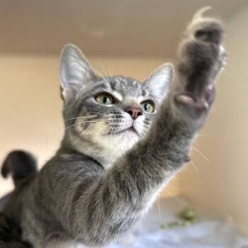 Beulah -  Domestic Short Hair Cat for Adoption in Harrisonburg, Virginia - Beulah | PetCurious