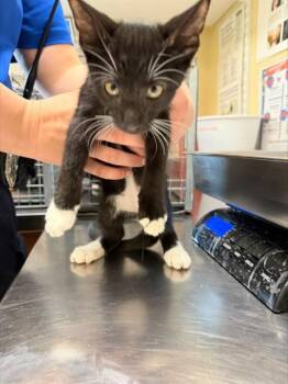 JUBAL -  Domestic Short Hair Cat for Adoption in Fort Myers, Florida - JUBAL | PetCurious