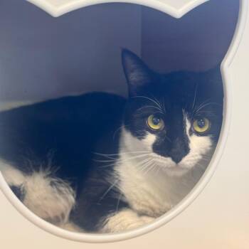Domestic Short Hair Cats Available for Adoption in Brownsboro, Alabama - Emma The Dude | PetCurious