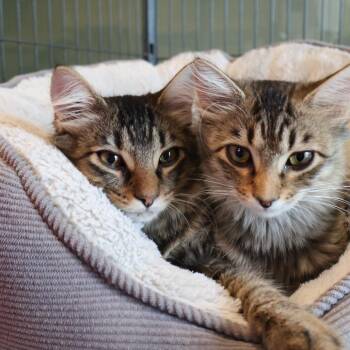 Rufus -  Domestic Medium Hair Cat for Adoption in Saint Charles, Missouri - Rufus | PetCurious