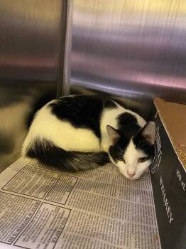 Buttermilk -  Domestic Short Hair Cat for Adoption in Jackson, Tennessee - Buttermilk | PetCurious