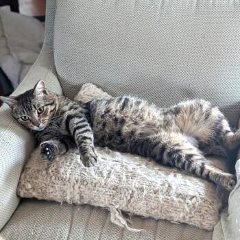 Diego -  Domestic Short Hair Cat for Adoption in South Riding, Virginia - Diego | PetCurious
