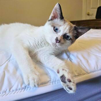 Leche -  Siamese and Domestic Short Hair Cat for Adoption in Clarksville, Arkansas - Leche | PetCurious