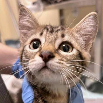 Pearl Jam -  Domestic Short Hair Cat for Adoption in Woodinville, Washington - Pearl Jam | PetCurious
