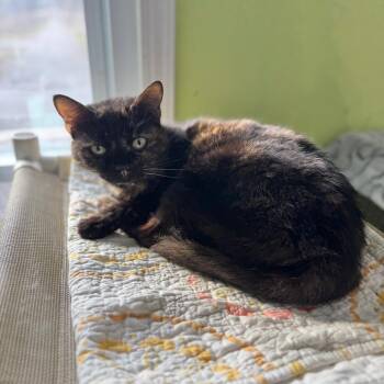 Domestic Short Hair Cats Available for Adoption - Sugar Britches | PetCurious