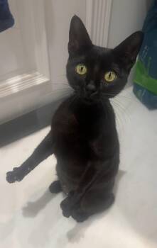 Miss Stella -  Domestic Short Hair and Bombay Cat for Adoption in Boca Raton, Florida - Miss Stella | PetCurious