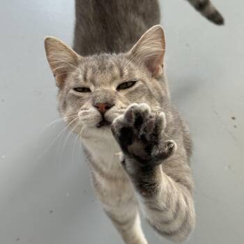Rescue Domestic Short Hair Cats for Adoption in Mount Pleasant, Iowa - Smokey | PetCurious