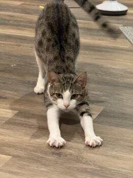 Rescue American Shorthair Cats for Adoption in Charlotte, North Carolina - Ethan | PetCurious