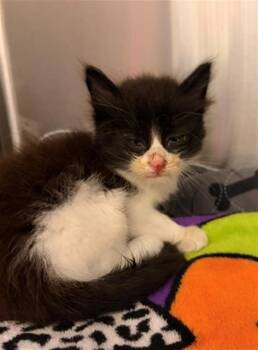 TRITON -  Domestic Medium Hair Cat for Adoption in Baytown, Texas - TRITON | PetCurious