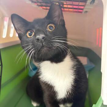 Chris the Cat -  Domestic Short Hair Cat for Adoption in Sarasota, Florida - Chris The Cat | PetCurious