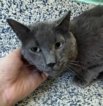 Domestic Short Hair Cats Available for Adoption in Golden, Colorado - Taz | PetCurious
