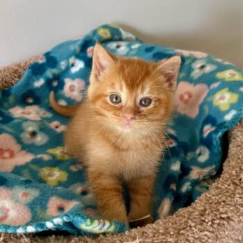 Tater Tot -  Domestic Medium Hair and Tabby Cat for Adoption in Cuyahoga Falls, Ohio - Tater Tot | PetCurious